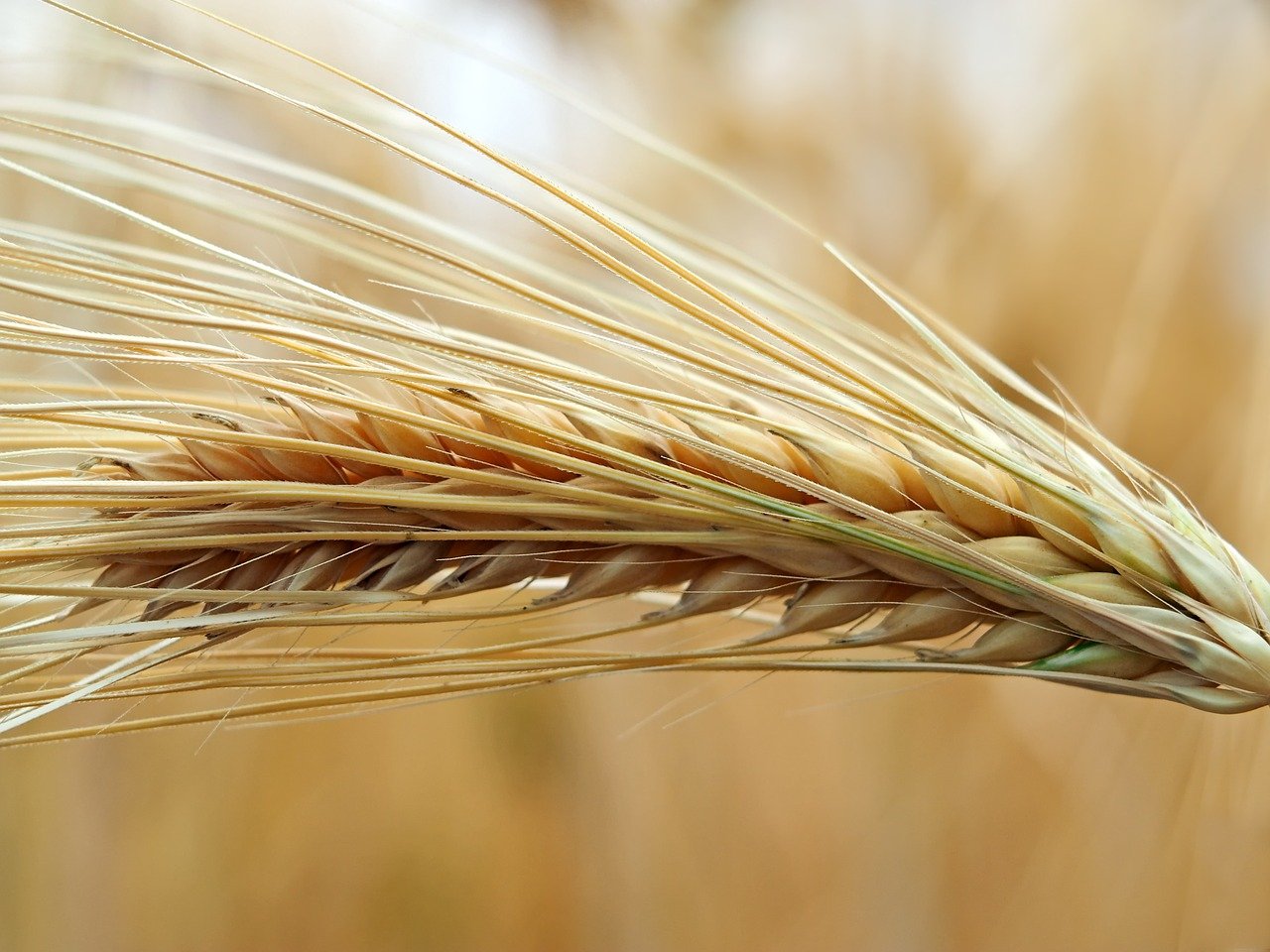 nourishing-barley-1511196_1280